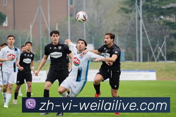 纬来体育平台生态图